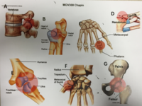 Kinesiology joints
