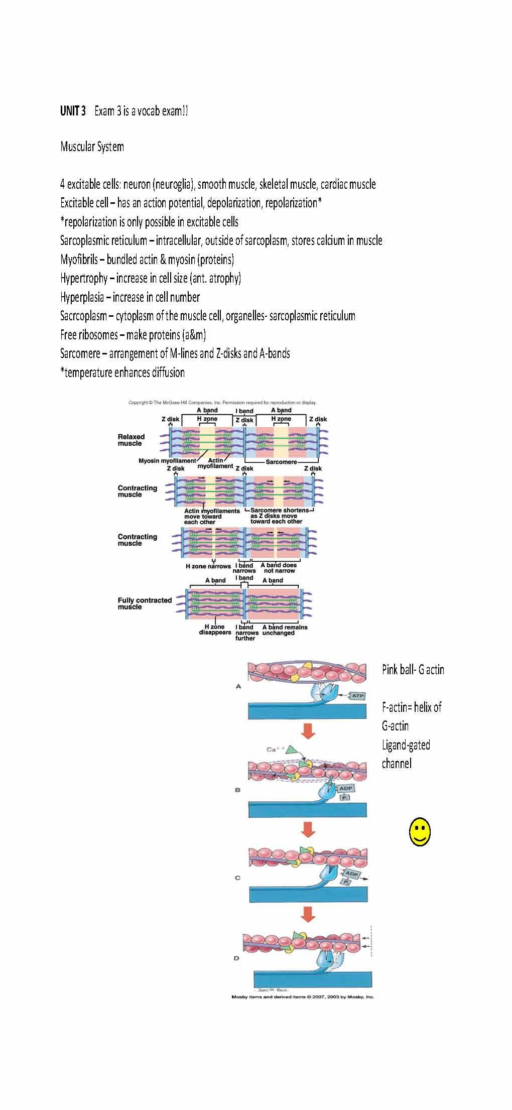 HUMAN ANAT & PHYS II LAB