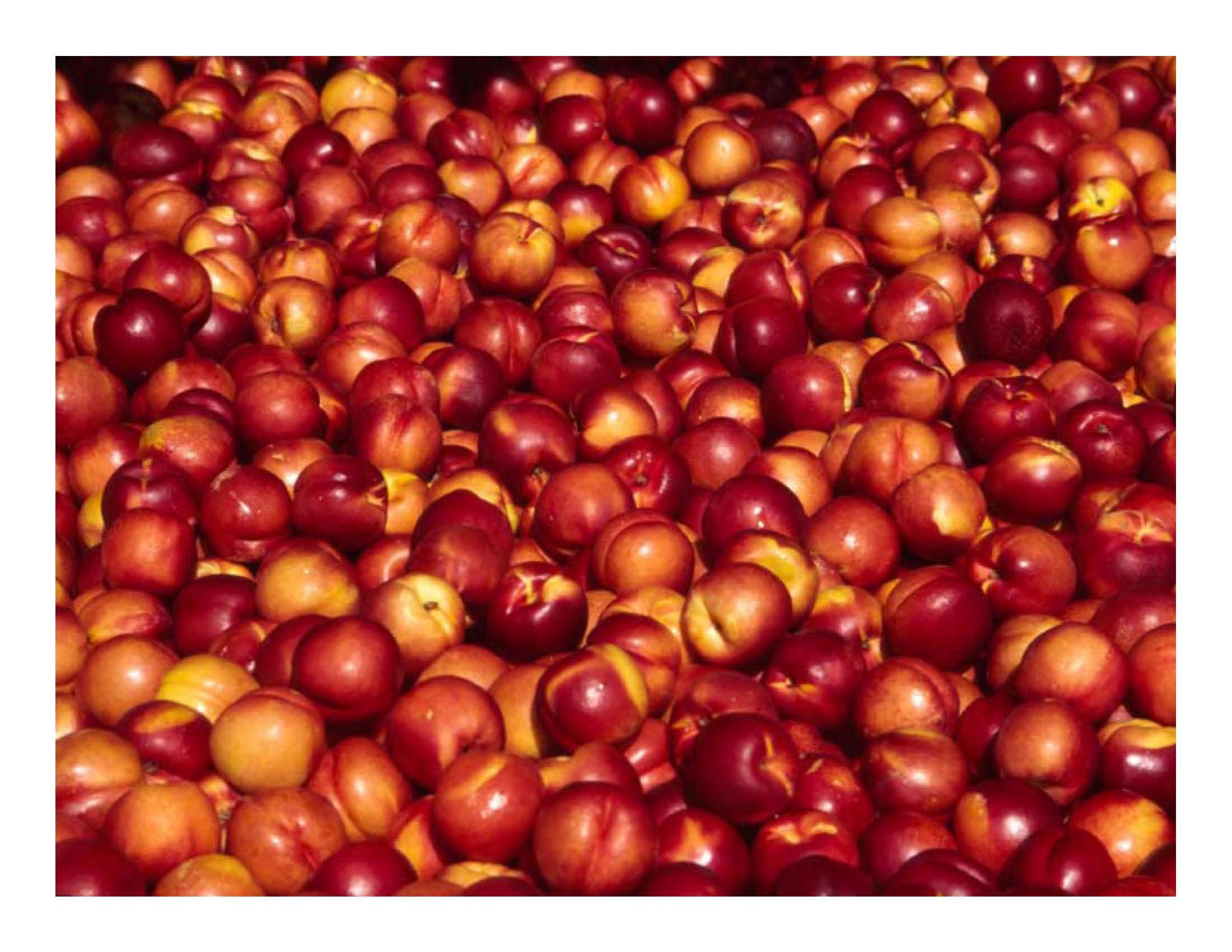 Principles of Horticulture