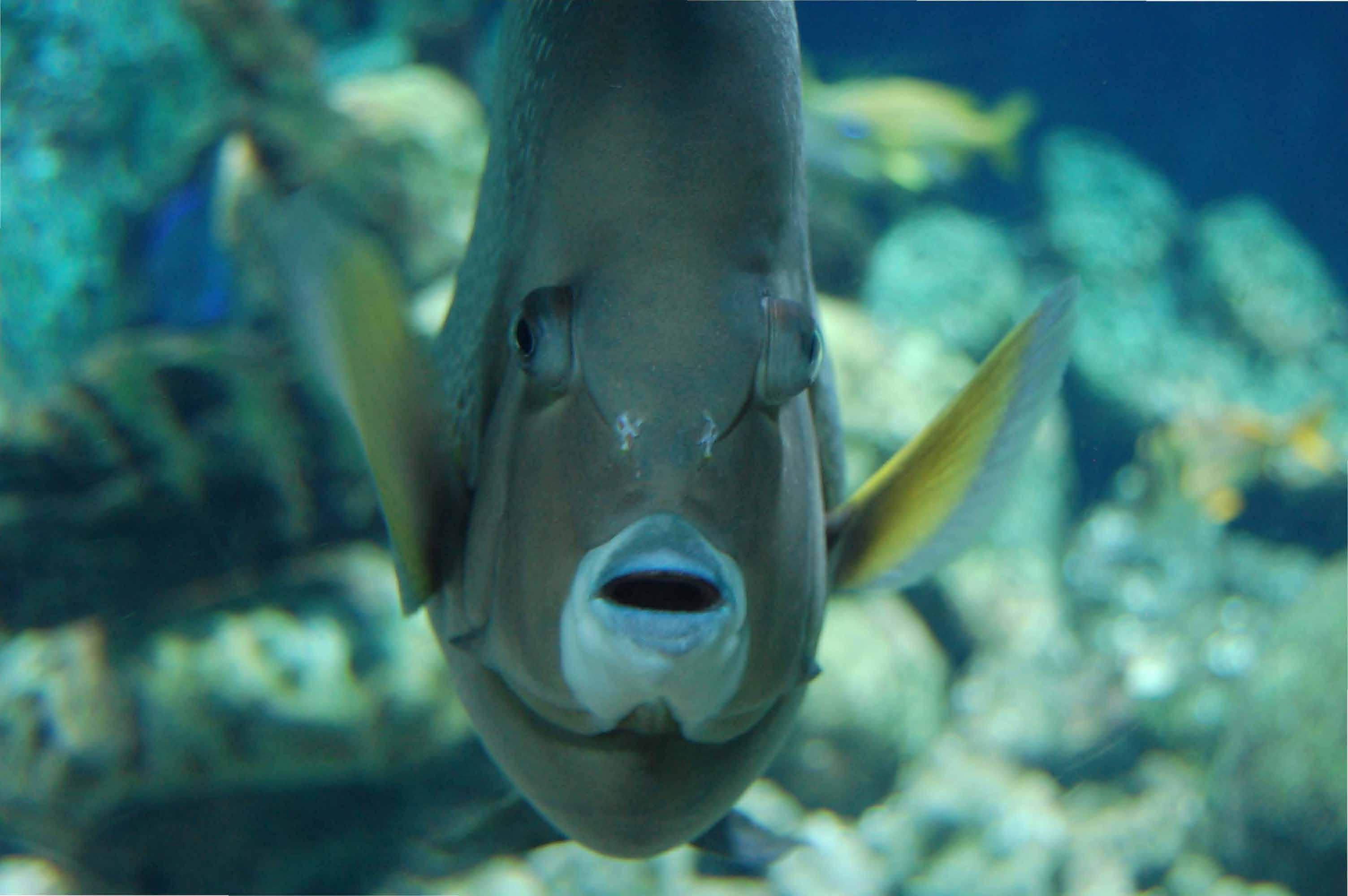 Electronic Photography