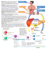 study guide exam 2 (part 3)