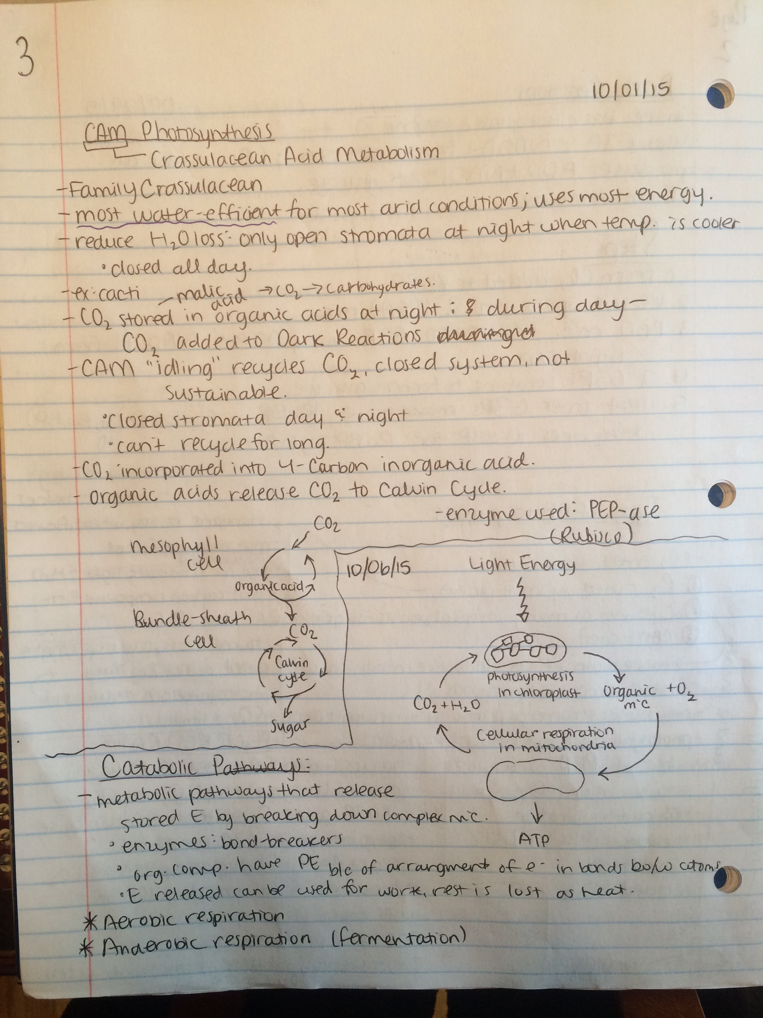 Notes for Biology 110 (Dr. Anderson)