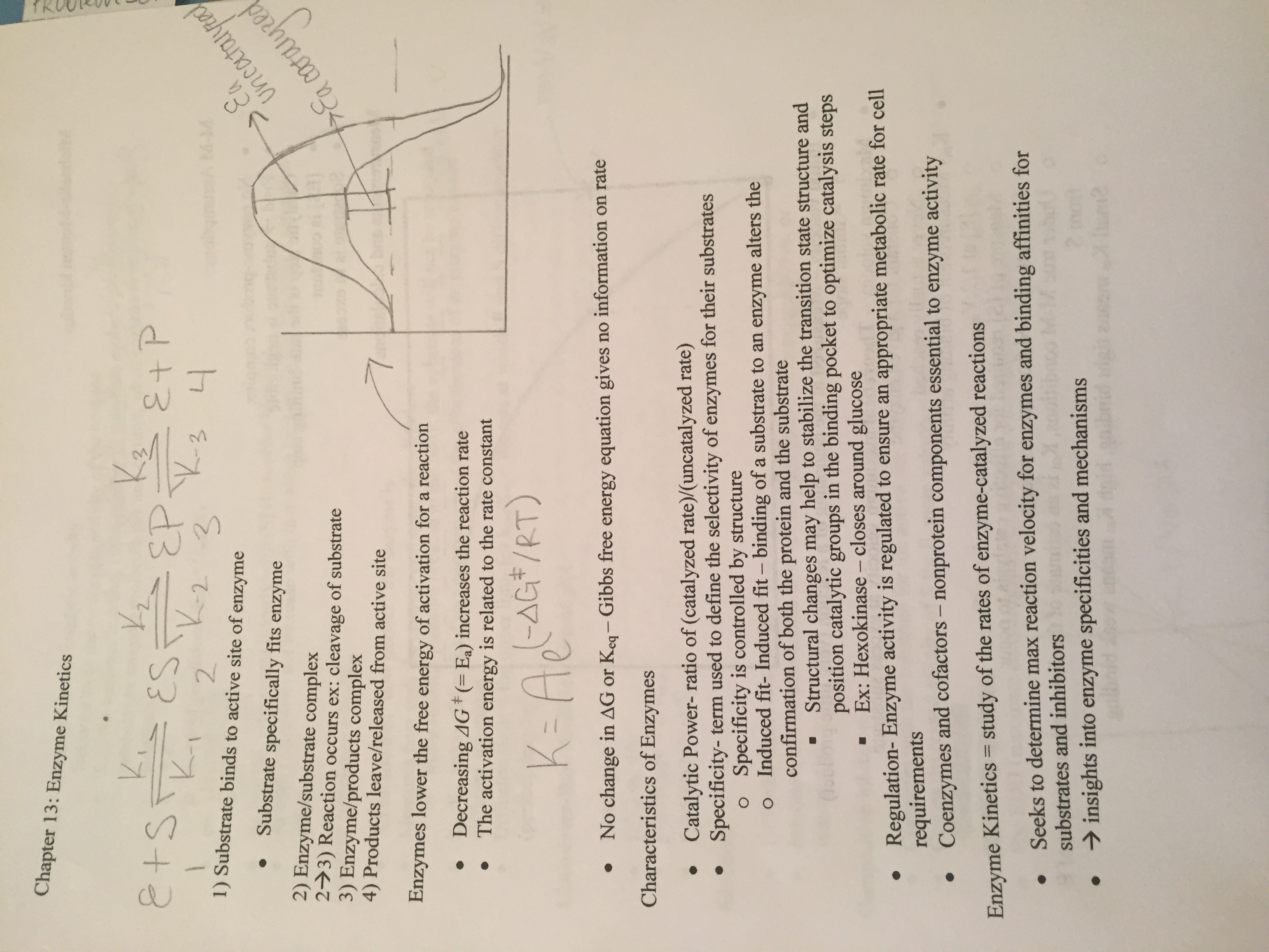 Ch 13 Notes