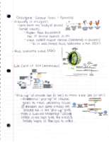 Oncogenes and Tumor Suppressors