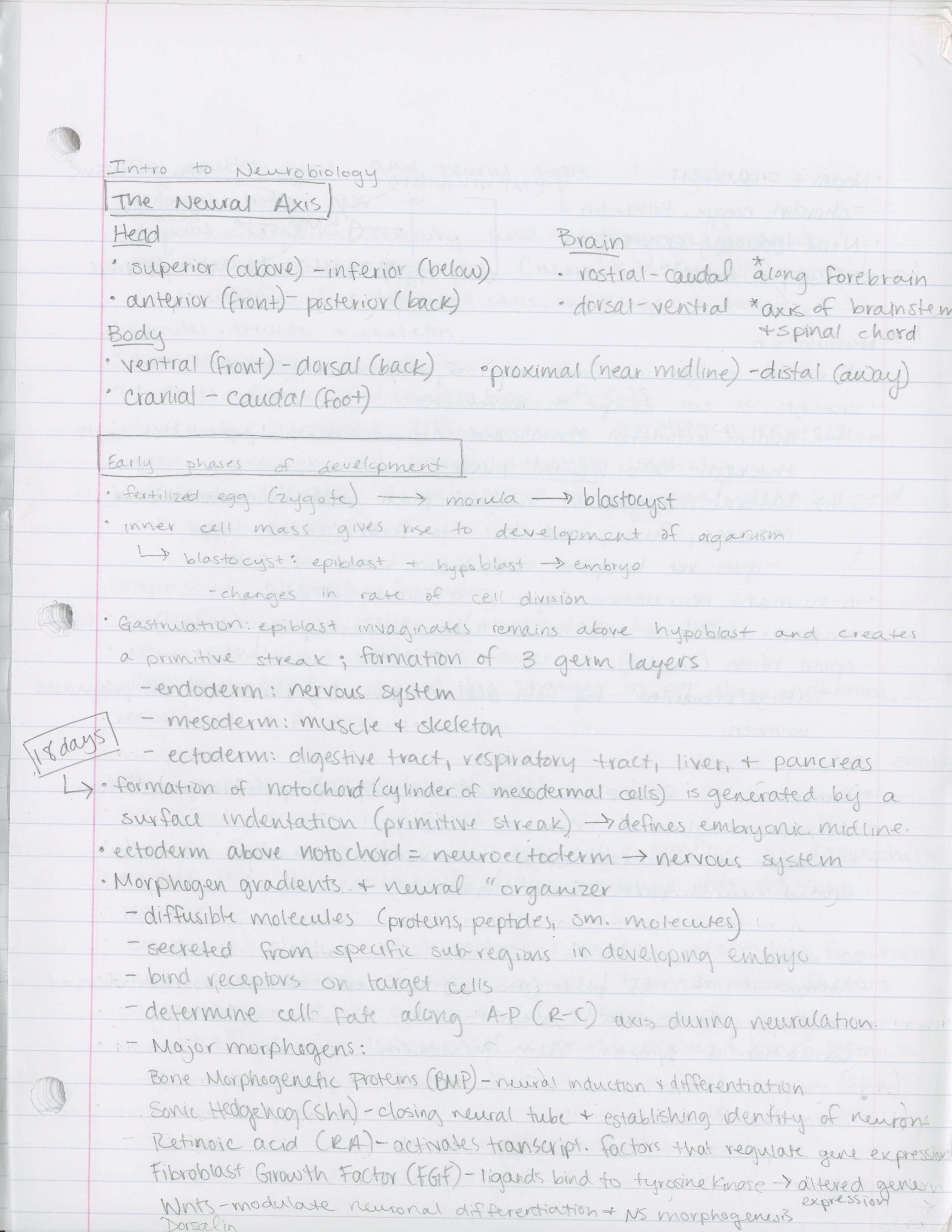 Week 1 Notes for Neurobiology 1