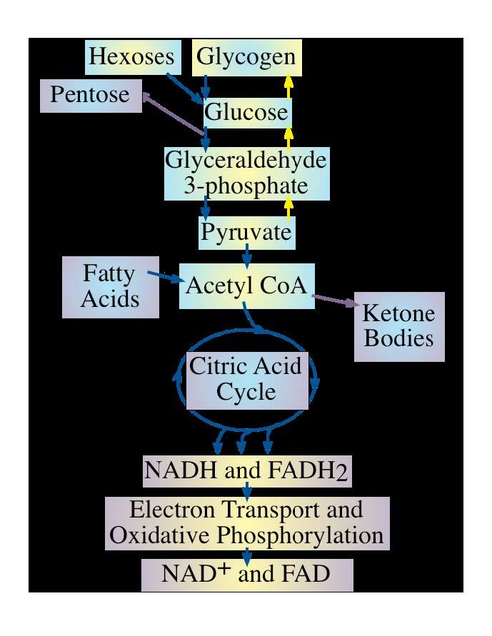 BIOCHEMISTRY