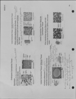 A&P Week 4 - Notes