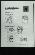 Blank Anatomy sheet 