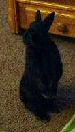 bunny