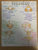 Anatomy 3601 Study Guide