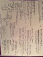 Nervous System Intro & Sensory Receptors