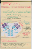 Study Guide for Exam #2
