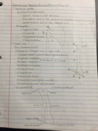 Appendicular Skeleton & Joints (Module 5-Part 2)