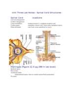 Unit Three Lab Notes Spinal Cord