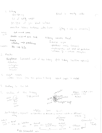 Biol 204 Urinary System