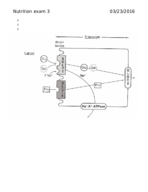 Exam 3 Nutrition Notes 