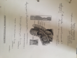 Gastrointestinal Physiology