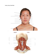 Anatomy Final Study Guide