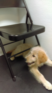 Doge