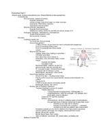 Adult II Quiz 2 