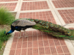 Peacock Picture