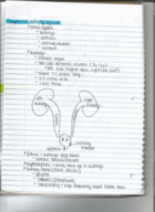 Renal System Notes