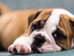 Dog Nap