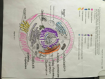 Biology example notes