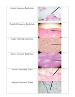 Anatomy and Physiology Tissue flashcards