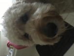 Lucy 