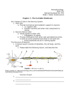 Neurophysiology 313