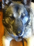 CHI201 -Intermediate Chinese Week 1 notes (Lesson 11, Dialogue 1)