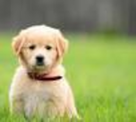 puppy notes