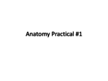 Anatomy Practical 1  Study Guide