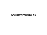 ***UPDATED***Anatomy Lab Practical #1 Study Guide