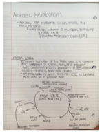 Aerobic Metabolism