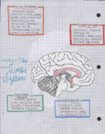 The Limbic System