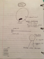 A&P Chapter 3