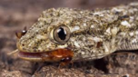 DO NOT BUY - gecko 