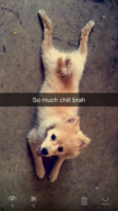 My dog to practice uploading material