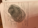 Biology 111 week 6 