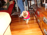 santa pup
