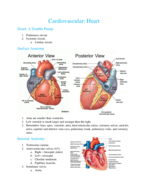 Biol 216 Heart Notes