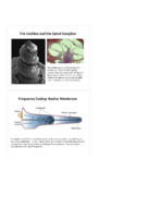 Auditory Coding
