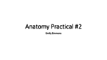 Anatomy Lab Practical #2 FALL 2016 BIOL 3150/3151