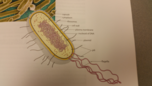 bacterium diagram