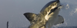 Shark Picture Week 7