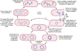 Microbiology 251 chapter 13 Viruses