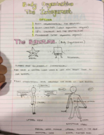 Body Organization & The Integument