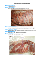 ANEQ105- Muscles of the Abdomen (Week 6)